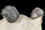 Pair Of Nice Reedops Trilobite - Atchana, Morocco #131338-2